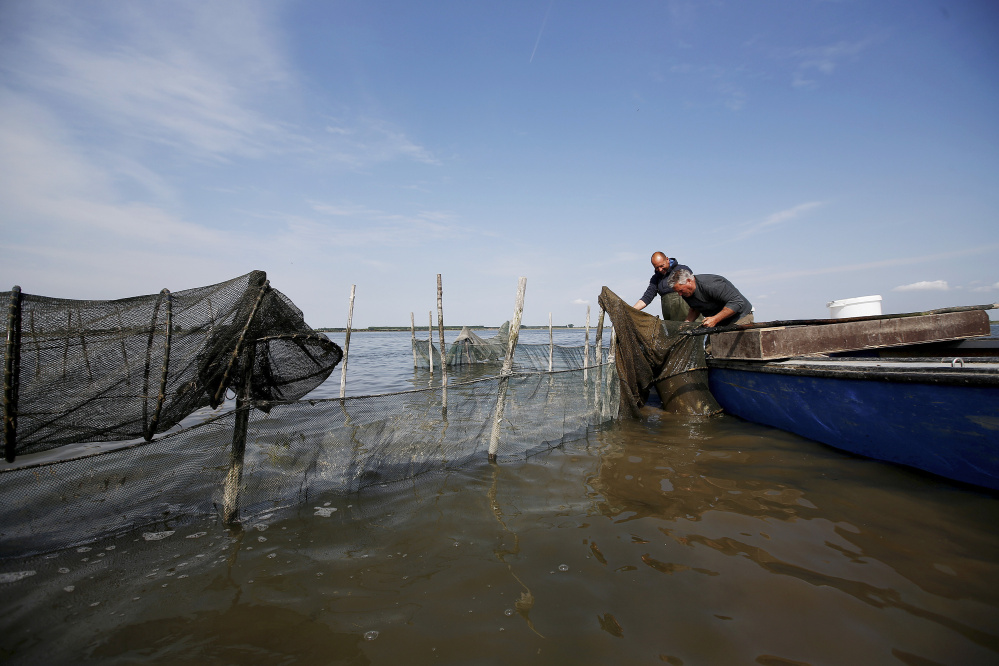 Fisherman Ivan Bagnolo, right, and an assistant fish for crabs at a lagoon in Venice, Italy, this spring. Marine biologist Marissa McMahan, who comes from a lobstering family in Georgetown, applied for and got a $3,000 Maine Sea Grant to study the potential for a similar moleche fishery in Maine. She and others in the state are collecting data now.