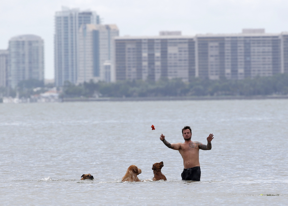 A beachgoer plays with his dogs last week off Hobie Island Beach Park in Miami. The U.S. Centers for Disease Control and Prevention on Friday said pregnant women may want to consider postponing nonessential travel to Miami-Dade County if they're concerned about possible exposure to the Zika virus, which can cause severe birth defects.