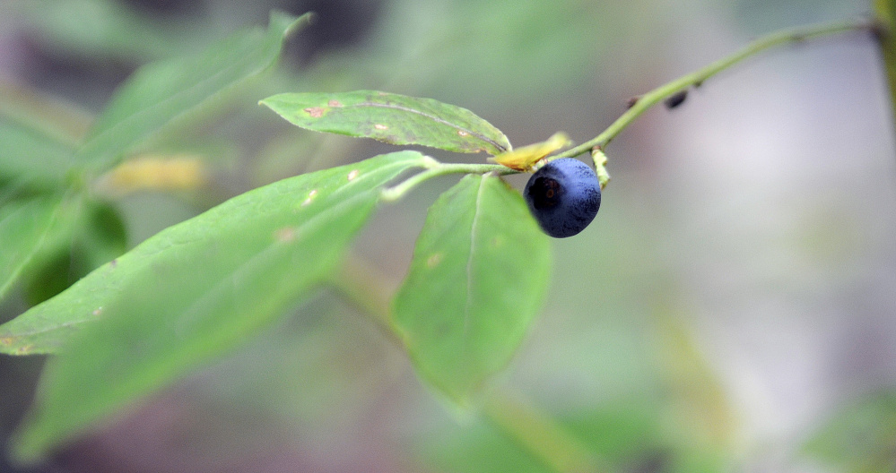 A blueberry grows recently atop Mount Pisgah in Winthrop.