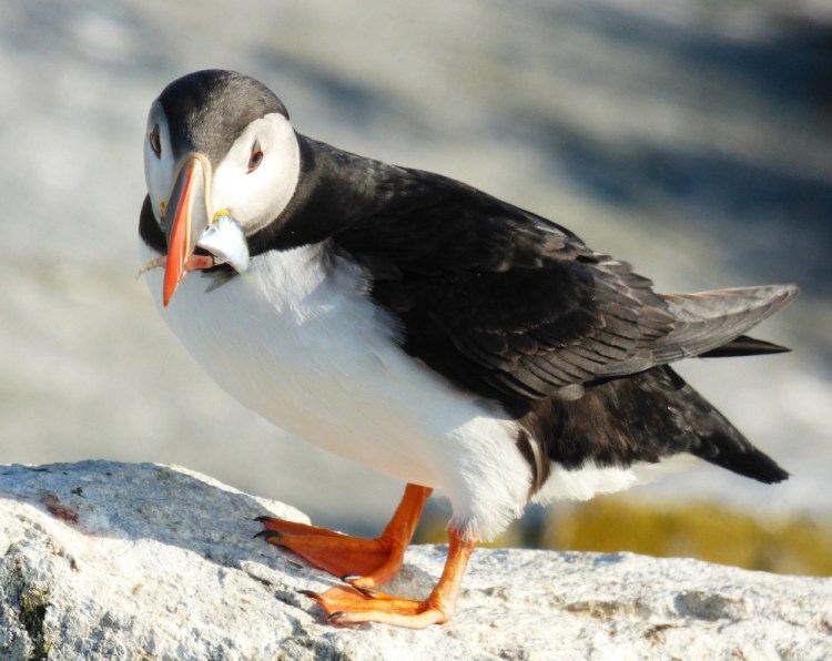 A puffin on Machias Seal Island holds a fish known as a rough scad in its bill. The supply of puffins' top foods – juvenile white hake, sand lance and herring – has fallen this summer.