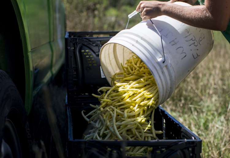 Produce like these yellow beans from Jordan's Farm in Cape Elizabeth will be used to feed about 5,000 people in Portland in October.   Ben McCanna/Staff Photographer