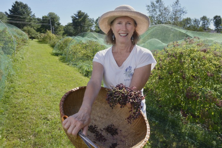 Abbie Sewall grows organic elderberries and Aronia on her Freeport farm.