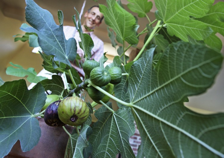 Don Endrizzi, the son of Italian immigrants, produces a small crop of figs at his home in Scarborough.