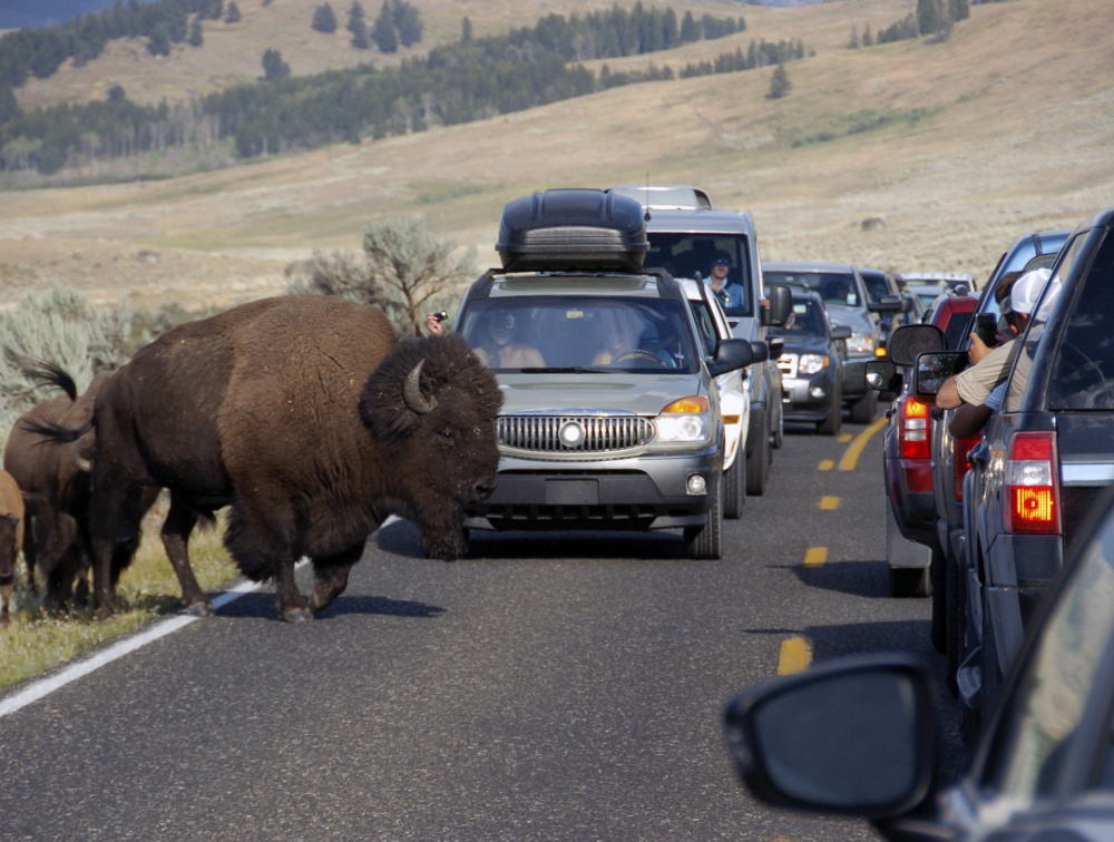 Bison block traffic in Yellowstone National Park as tourists take photos of the animal. Officials say picture-taking is a key problem in parks.
