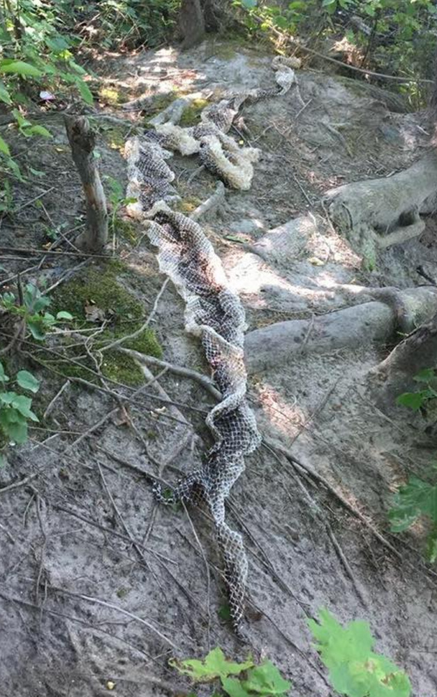 This 8- to 9-foot-long snakeskin was discovered Aug. 20 near the Presumpscot River. A snake expert in Texas has identified it as that of an anaconda.