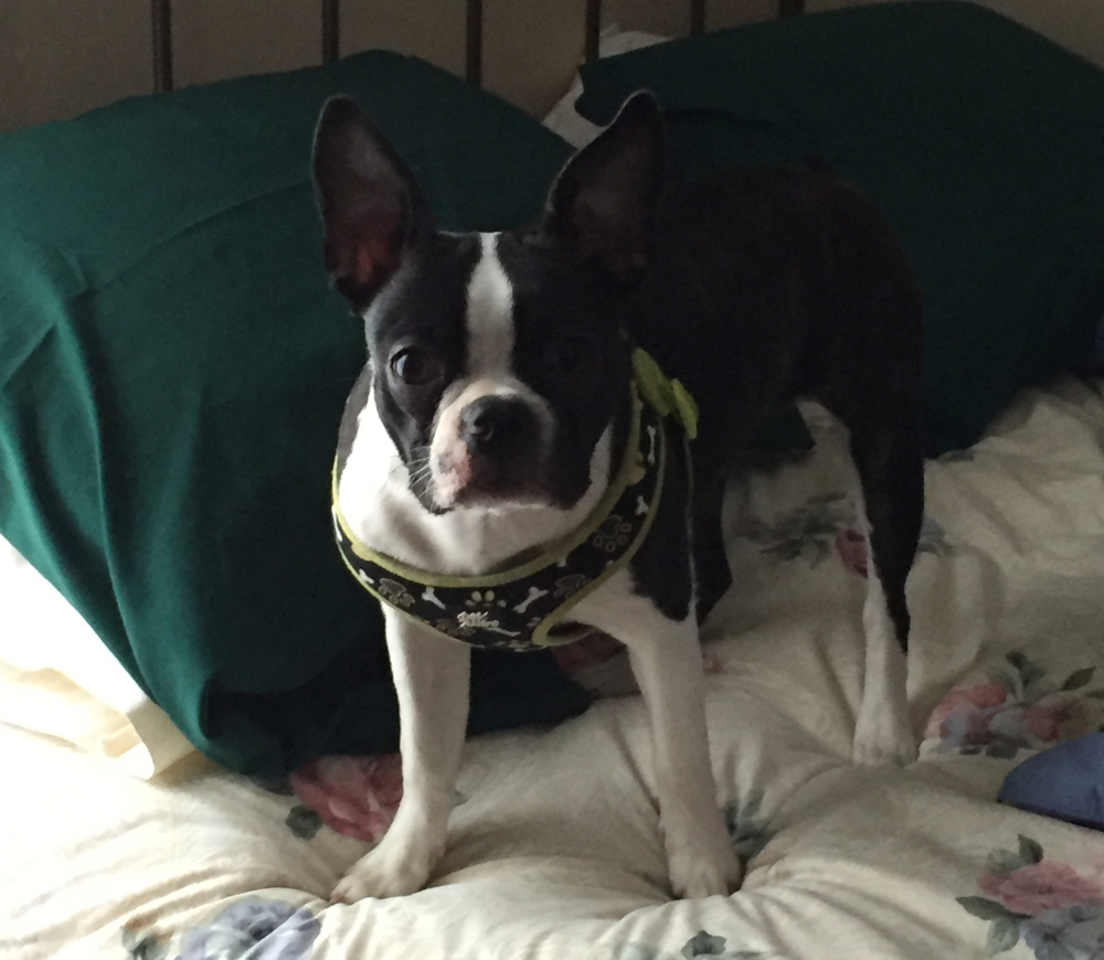 Fergie Rose, a 10-month-old Boston terrier, was killed Tuesday afternoon when it was attacked by three pit bulls on Lucille Avenue in Winslow. Sharron Carey, the dog's owner, was treated for wounds at Inland Hospital in Waterville that she suffered while trying to save the puppy.