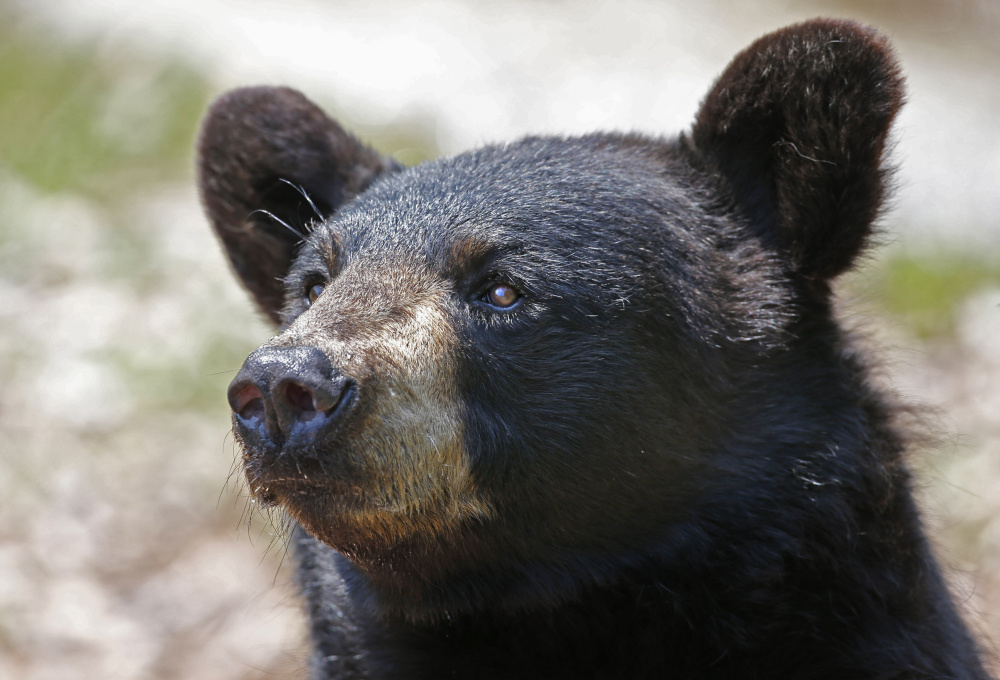 Maine's booming black bear population is estimated at 36,000, and the state hopes hunters take about 4,000 of the animals.