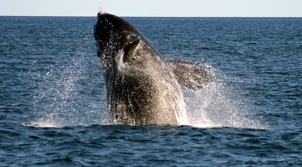 An endangered right whale breaches off Boothbay Harbor. Whales caught in heavy fishing nets can't move or feed as well.