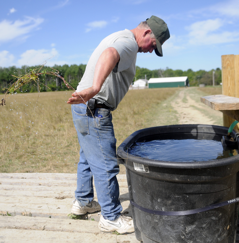 Pete Kelley removes grass from a water tub Tuesday at Kelley Bros. Farm in Pittston. When the spring that his cattle drank from went dry, he ran a hose 2,100 feet from his well to the tub.