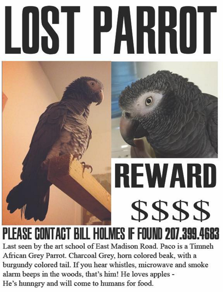 A missing parrot poster for Paco, which belongs to Oscar Cornejo, who's on the staff at the Skowhegan School of Painting and Sculpture in East Madison. The bird flew away Thursday and has been seen four times.