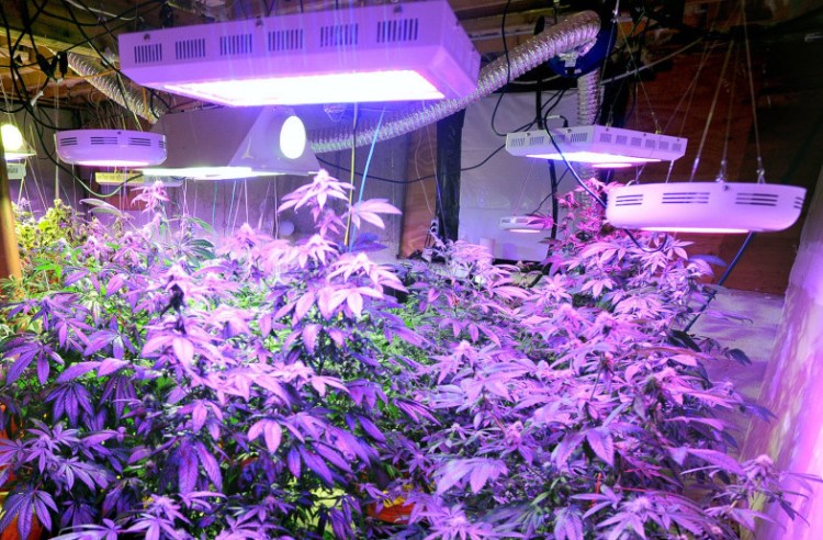 Grow lamps are distinctive because they power on and off for 12 hours at a time, and marijuana grow lighting can be powerful enough to produce the same amount of radio interference as a 1,000-watt AM radio station, said Bill Crowley, the Maine section manager of the Radio Relay League.