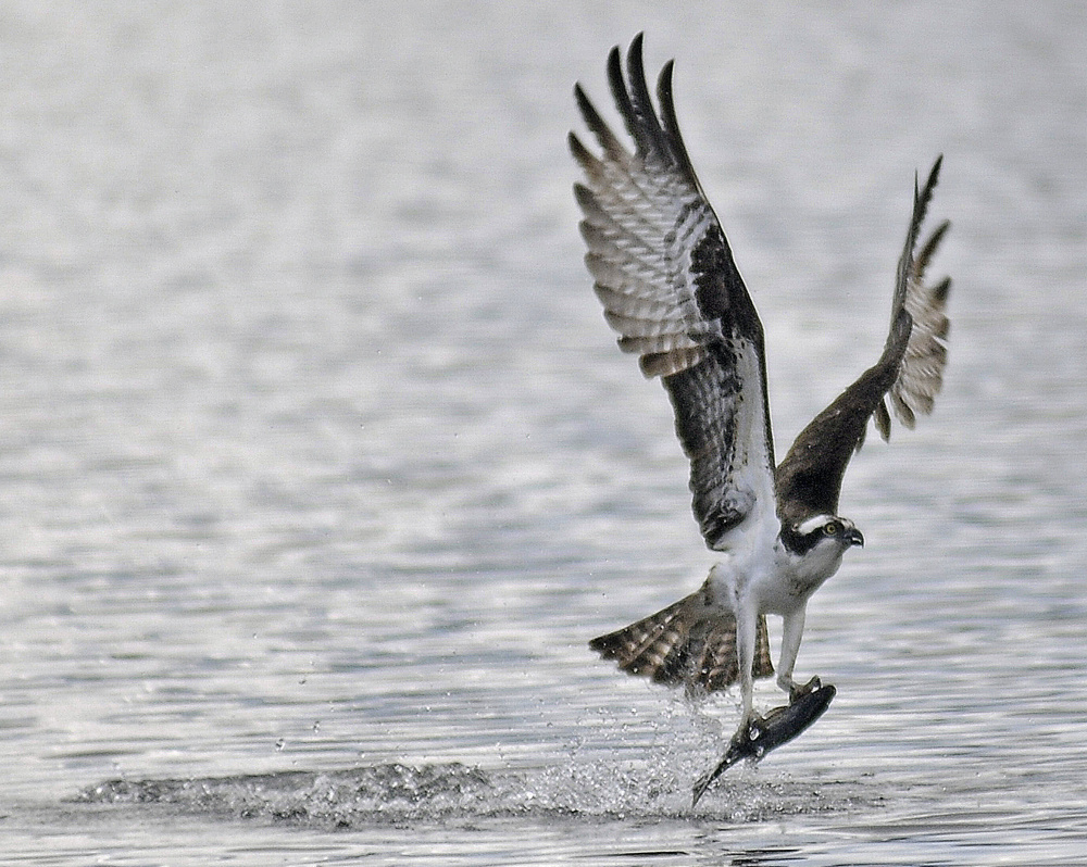 Eagles are bigger and stronger, but ospreys, like the one pictured here, are more agile fliers and better at catching fish. The species often compete for the same territory.