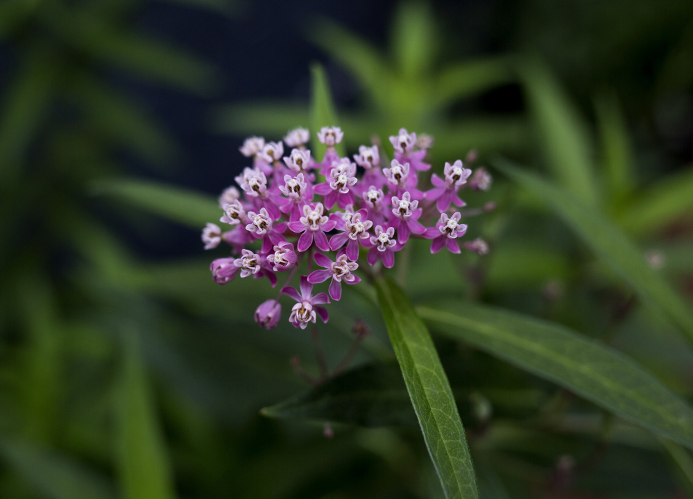 PORTLAND, ME - JULY 28: A native milkweed plant called the swamp milkweed, in Heather McCargo's backyard in the West End. She and her nonprofit Wild Seed Project are working to get more people throughout the state to grow native plants. She hopes that by bring native plants back into Portland that native insects and fauna will return too. (Photo by Brianna Soukup/Staff Photographer)