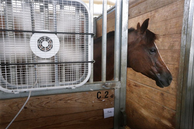 Hank, a quarter horse from Paris, Illinois, stays close to a fan keeping cool inside a barn at the Illinois State Fair grounds in Springfield in this July 21 file photo. NASA calculates that Earth broiled to its hottest month in recorded history last month. 
