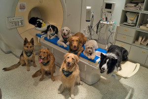 Some of the dogs involved in a study to determine how dog brains process speech sit around a scanner in Budapest, Hungary. Borbala Ferenczy/MR Research Center via AP