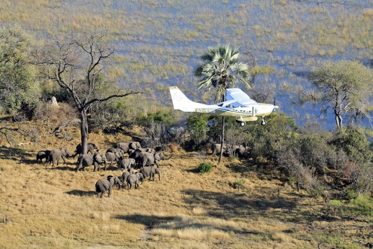 Scientists with Great Elephant Census fly over Botswana  during the 2014 survey of savanna elephants on the continent. International and domestic ivory trades continue to drive poaching across the continent, according to a study released Wednesday. Great Elephant Census, Vulcan Inc. via Associated Press