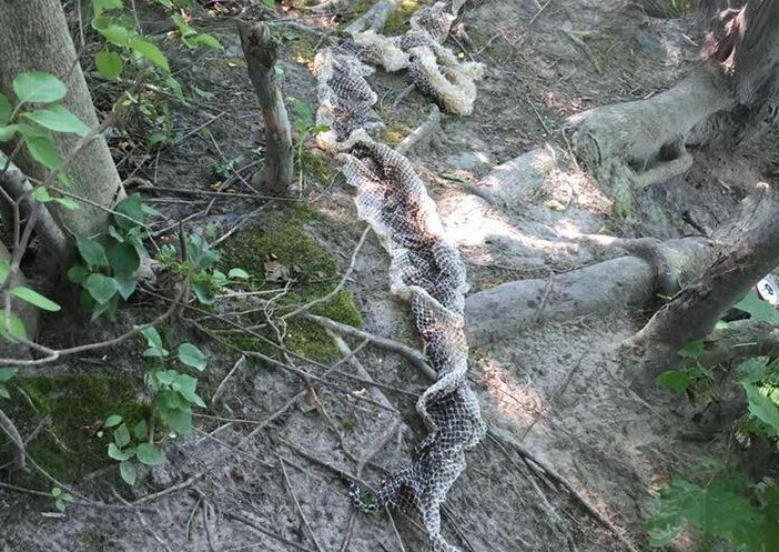This large snakeskin was found along the Presumpscot River in Westbrook on Saturday. Courtesy Westbrook Police Department