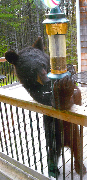 bear_1