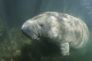 Manatees like this one cannot survive for long in waters colder than 68 degrees. Andrew Jalbert/Shutterstock