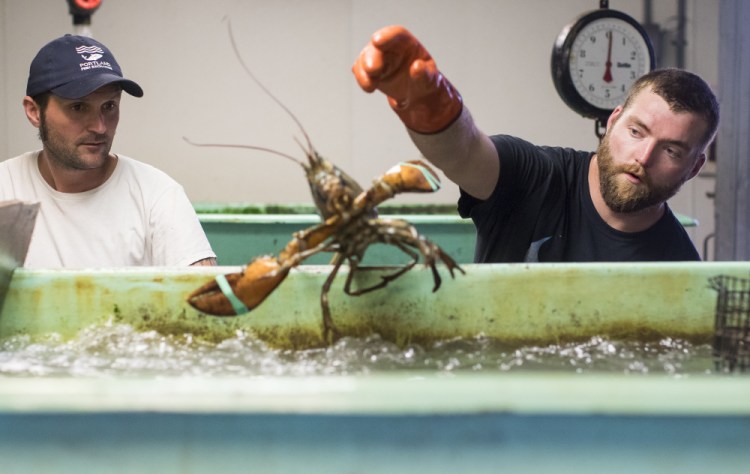 Mikey Smith, left, and Devon Fitzgerald sort lobsters at Harbor Fish Market in Portland in September.