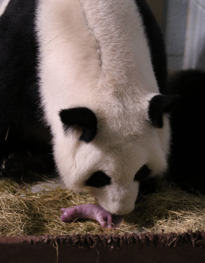 Lun Lun tends to one of her twin pandas. Zoo Atlanta said Lun Lun delivered the twin cubs Saturday morning.