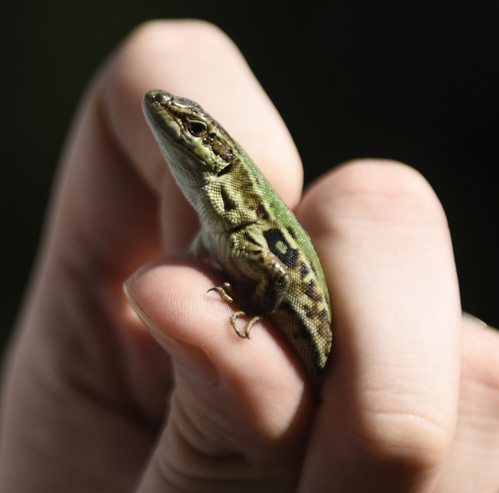 How the Italian wall lizard arrived and then thrived in New York and Connecticut isn't known, but they do seem adaptable.