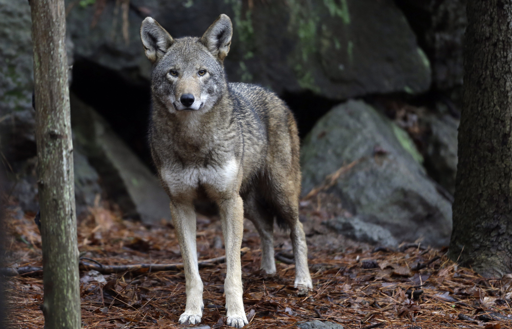 A female red wolf is shown in its habitat at the Museum of Life and Science in Durham, N.C. Conservationists are preparing for what could be their last shot at convincing a judge to intervene in a protracted battle to save the world's only wild population of red wolves.