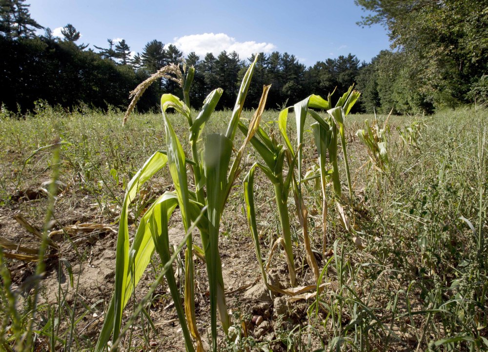 Cornstalks dwarfed from lack of rain grow in a Barnstead, N.H., field. The drought and dry spells in parts of New England this summer mean that fall foliage could come earlier this year and not last as long in some areas.