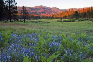 Visitors to Yosemite National Park will soon have more room to roam as the park's western boundary has expanded to include Ackerson Meadow, 400 acres of tree-covered Sierra Nevada foothills, grassland and a creek that flows into the Tuolumne River.