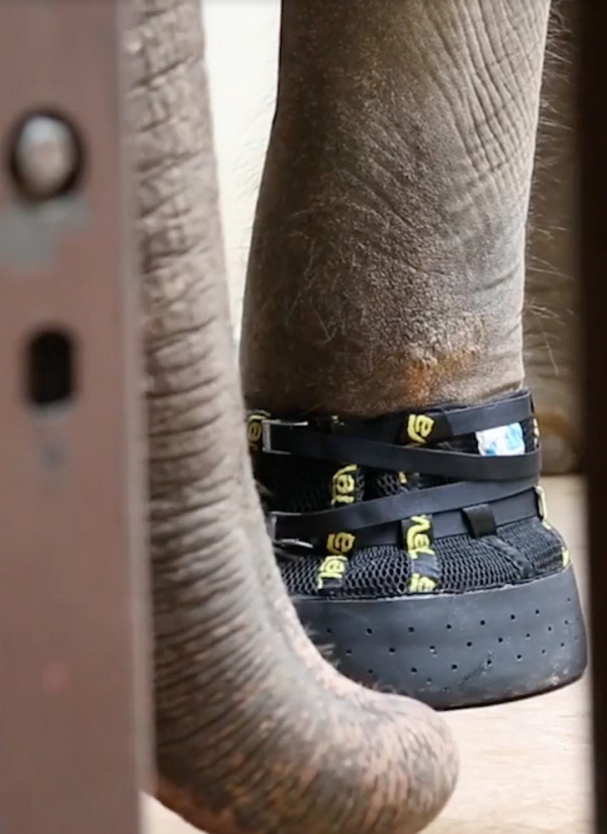 Custom boots protect feet that carry 9,000 pounds of elephant around.