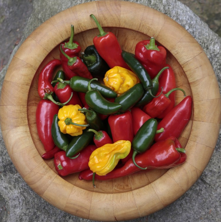 Peppers love heat so this summer's steamy temperatures have led to an abundance of the veggies in all colors and varieties.