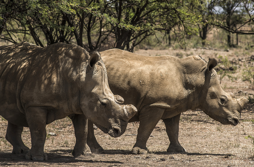 White rhinos with their horns removed as an anti-poaching measure graze on a ranch in South Africa. Experts say rhinos, illegally slaughtered for their horns, could become extinct in 15 years.