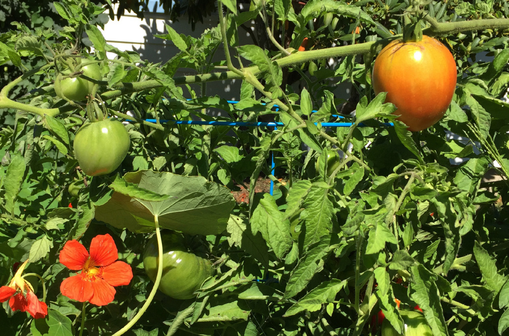 Tomatoes ripen Tuesday alongside nasturtiums in the garden that John Hychko and his wife, Shannon, grow without pesticides.