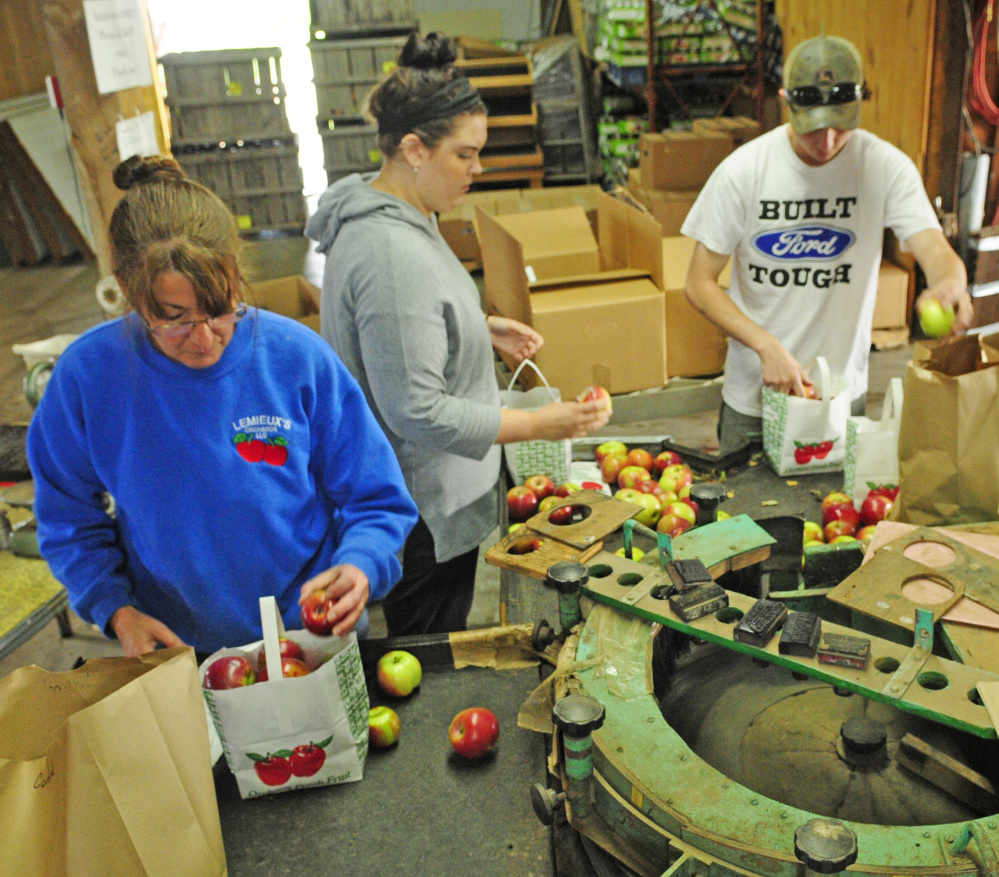 Jacqueline Giroux, left, Emily Martin and Seth Lemieux sort and package apples Wednesday at Lemieux Orchards in Vassalboro.