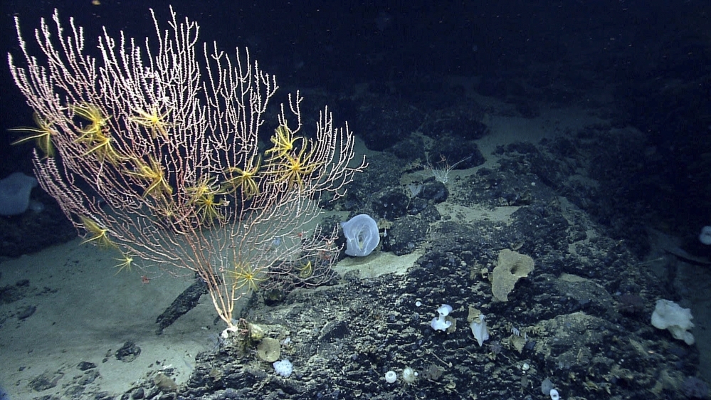 Corals will be protected on Mytilus Seamount off the coast of New England in the Atlantic Ocean under President Barack Obama's designation of the area as a national marine monument. Some fishermen, however, say the designation threatens their livelihoods.