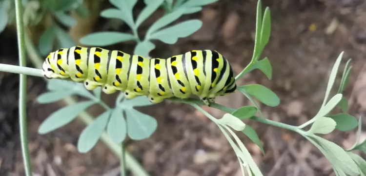 Caterpillars such as this eastern black swallowtail are highly nutritious sources of food, not just for birds but also for other wildlife like amphibians and birds.