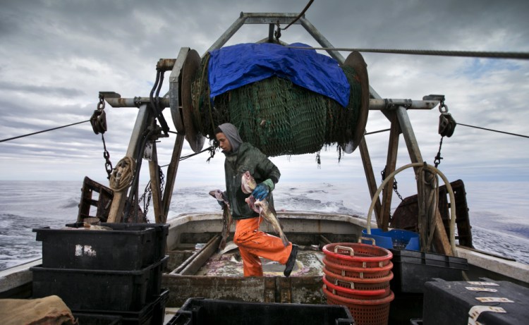 Elijah Voge-Meyers carries cod caught in the nets of a trawler off the coast of New Hampshire in April. The United States and Canada have brokered a deal to share what's left of the dwindling North American cod fishing business in the Atlantic next year. The two fisheries overlap in the eastern reaches of Georges Bank, an important fishing area located off of New England.