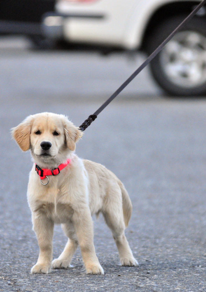 AmyLou Craig's puppy Brewer stands on Nov. 24, 2015, in a parking lot near the Kennebec River Rail Trail in Augusta.