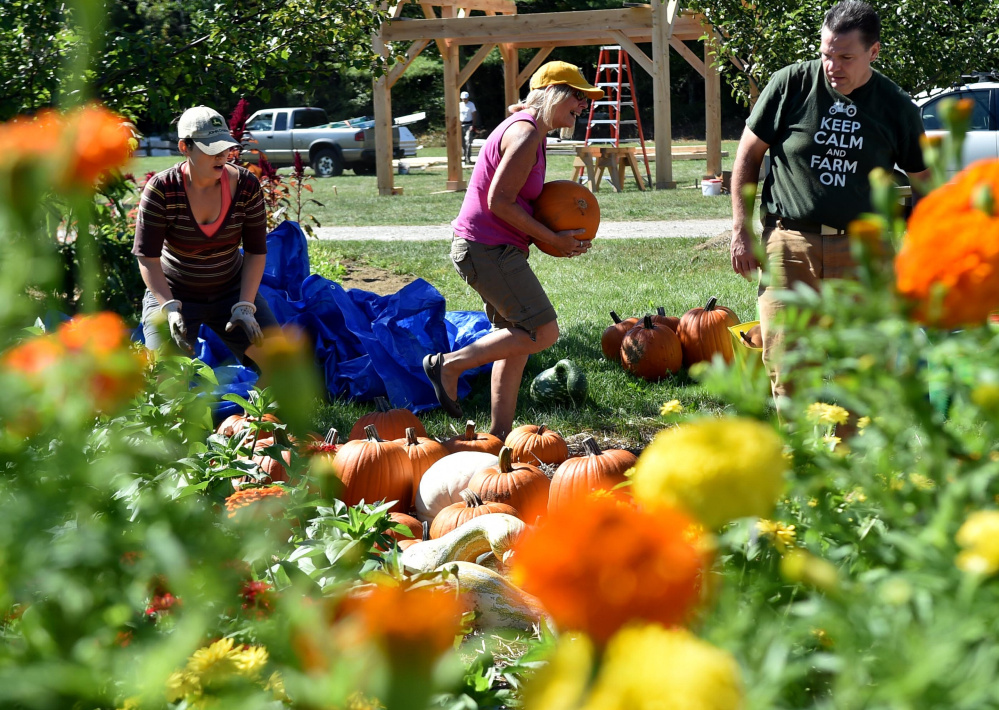 Bernadette Heyes of Johnny's Selected Seeds, center, carries a pumpkin to the company lot Wednesday to prepare for the Common Ground Country Fair in Unity.