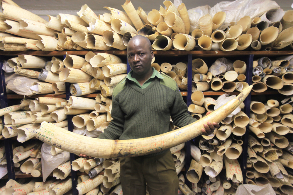 A Zimbabwe National Parks official holds an elephant task during a tour of the country's ivory stockpile in Harare.