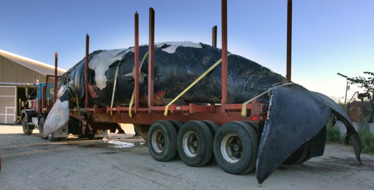 The carcass of an endangered right whale found floating off Boothbay Harbor sits Sunday in a tractor-trailer that transported it from the Portland waterfront to Benson Farm in Gorham, creating a bit of an overnight spectacle in the streets along the way.