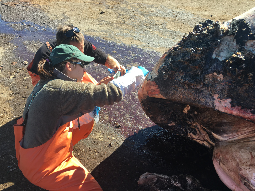 The right whale's carcass is examined Sunday. About 20 scientists and researchers traveled to Maine to examine the 45-ton, 43-foot specimen.