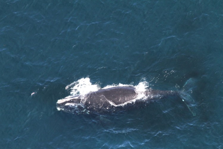 Whale 3694 swims in the Gulf of Maine in 2014. First spotted in 2006, she had been seen and identified 26 times.