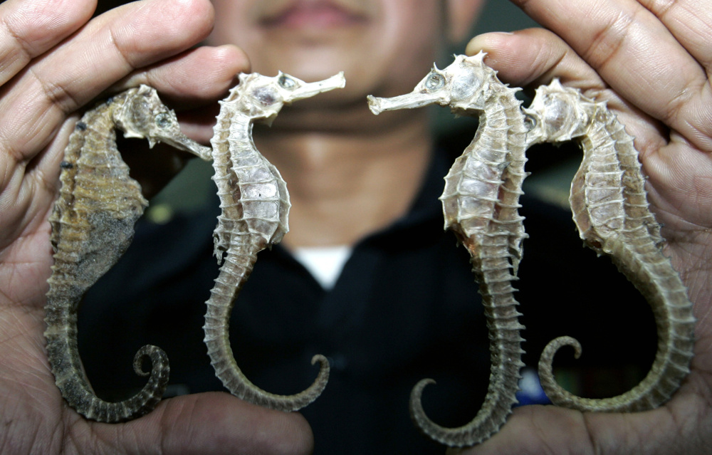 A Thai customs official shows confiscated seahorses during a news conference in Bangkok. Thailand, the biggest exporter of seahorses, is suspending trade in the animal.