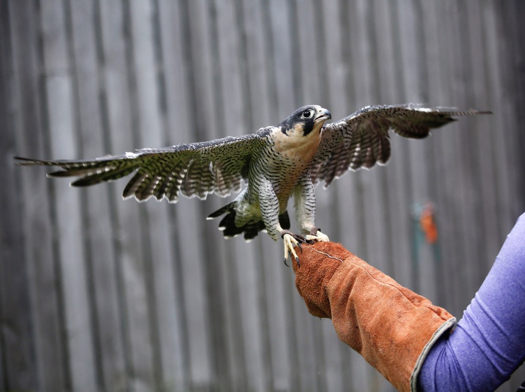 Perry, a male peregrine falcon, spreads his wings at the Center for Wildlife in York in 2016. The peregrine falcon is just one of the species that have been protected by the Endangered Species Act. 