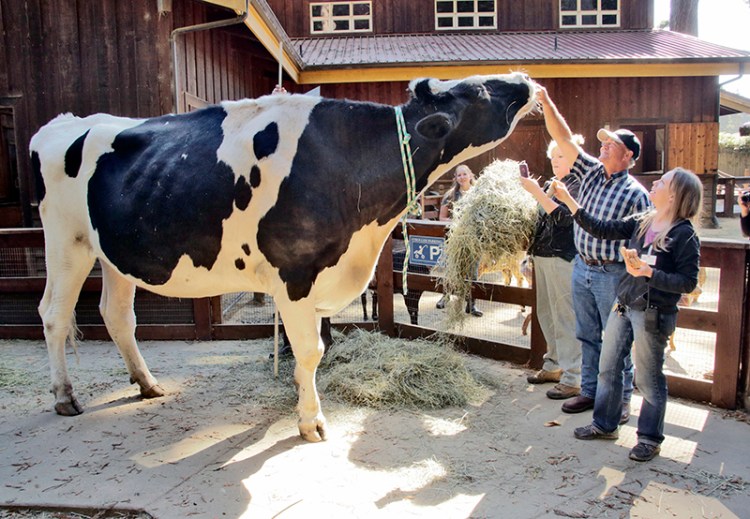 Danniel, the giant Holstein steer, is cared for by Ken Farley and Amanda Auston at the Sequoia Park Zoo in Eureka, Calif. 
Shaun Walker/The Times-Standard via AP
