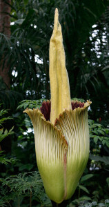An Amorphophallus titanum begins to bloom at the New York Botanical Garden in July in New York. The rare plant releases a scent during its brief 24–36-hour peak, like the smell of rotting flesh, and so is popularly known as the corpse flower. One of the flowers is about to bloom at Dartmouth College in New Hampshire. 