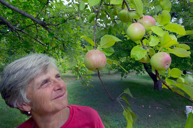 Laurie Loosigian of Apple Annie's Orchard looks at the few apples she has, in Brentwood, N.H. 