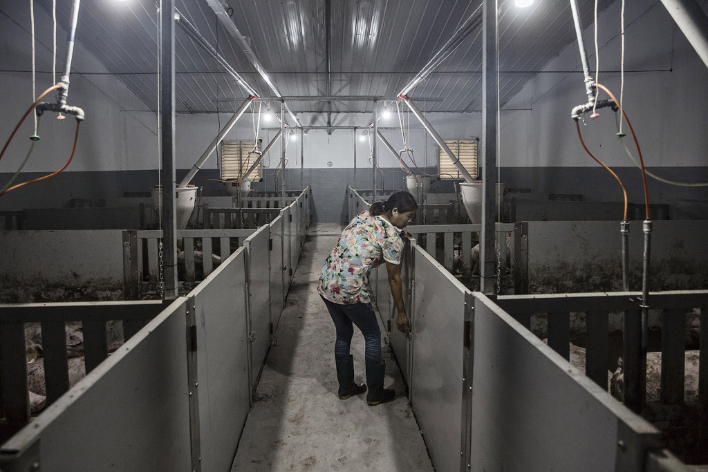 An employee checks a pen at the Jia Hua pig farm. Qilai Shen/Bloomberg