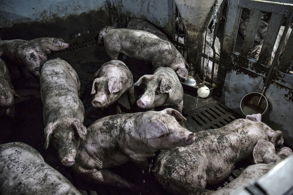 Mud-splattered pigs in a pen at the Jia Hua antibiotic-free pig farm in Tongxiang, China, on Sept. 15, 2016. Qilai Shen/Bloomberg